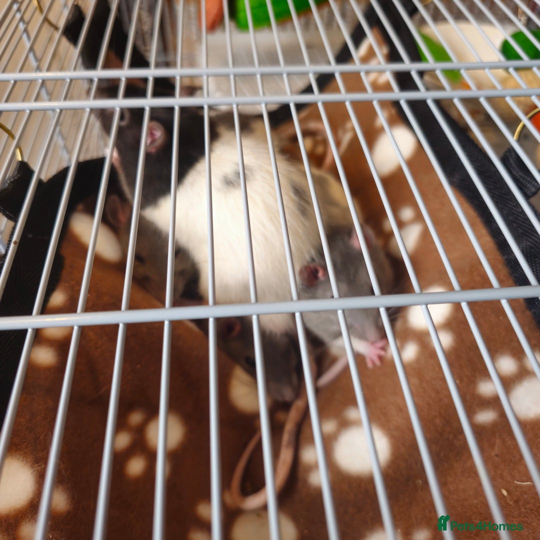 Rat rodents for sale: (AWAITING COLLECTION) 4 male rats for a good home  - Image 12