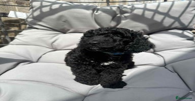 Cockapoo dogs - Advert 1