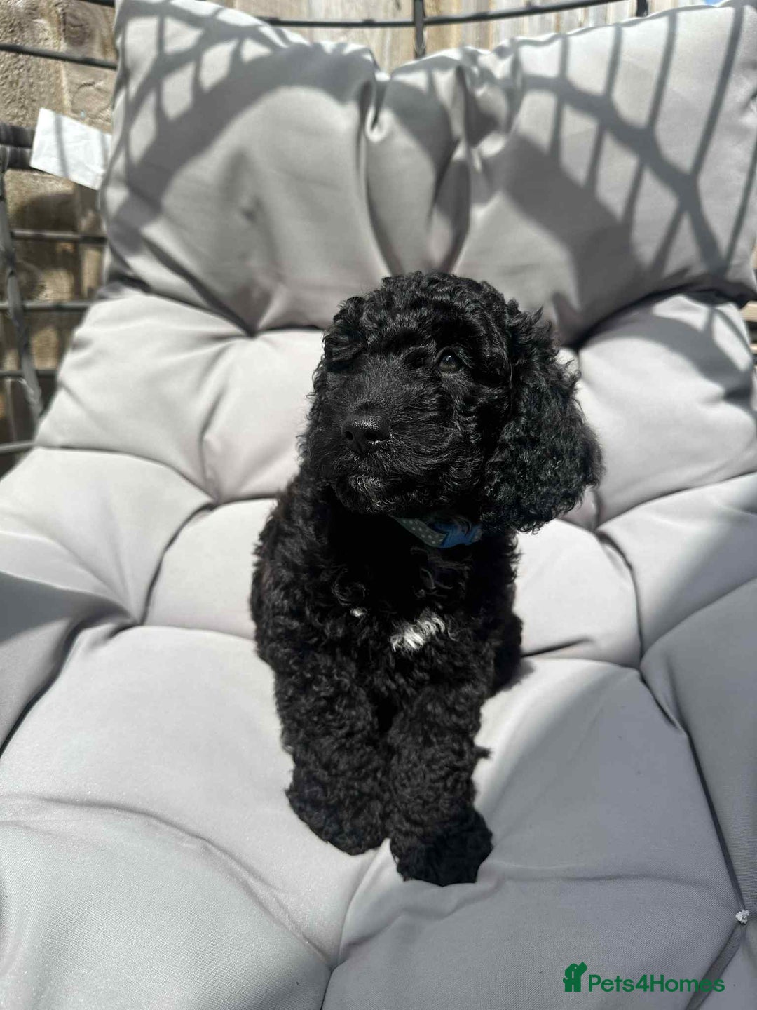 Cockapoo dogs for sale: Boni’s F1b pups, 2 little ones available 🖤🖤 - Image 2