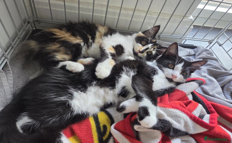 Domestic Shorthair cats - Advert 2