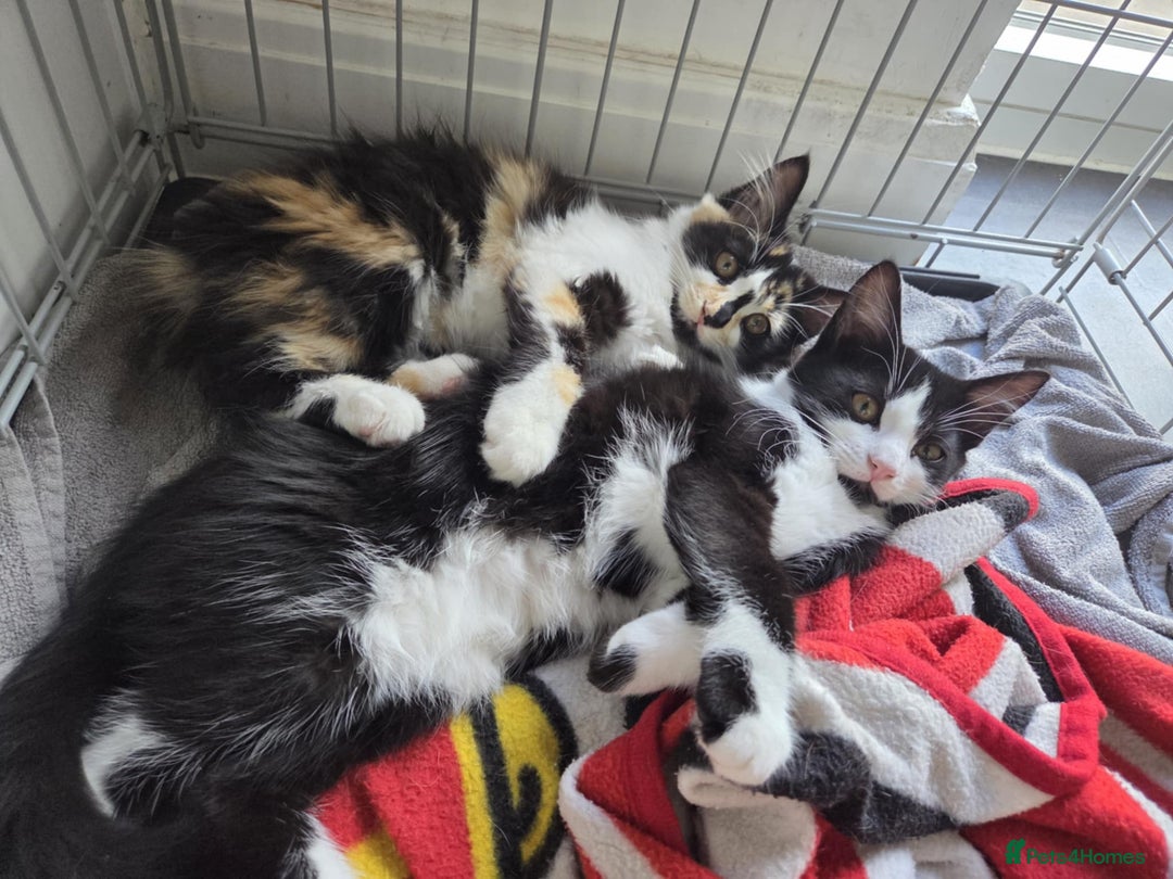 Domestic Shorthair cats for sale: 5 month old sisters looking for new home - Image 1