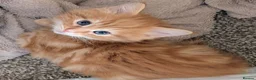 Mixed Breed cats for sale: Gorgeous fluffy tabby kittens! - Advert 10