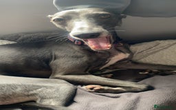 Whippet dogs for sale: 6 stunning whippet puppies  - Image 18