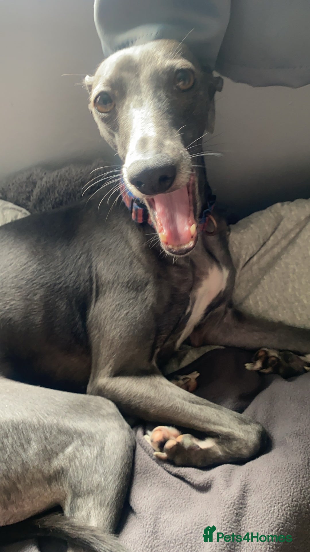 Whippet dogs for sale: 6 stunning whippet puppies  - Image 18