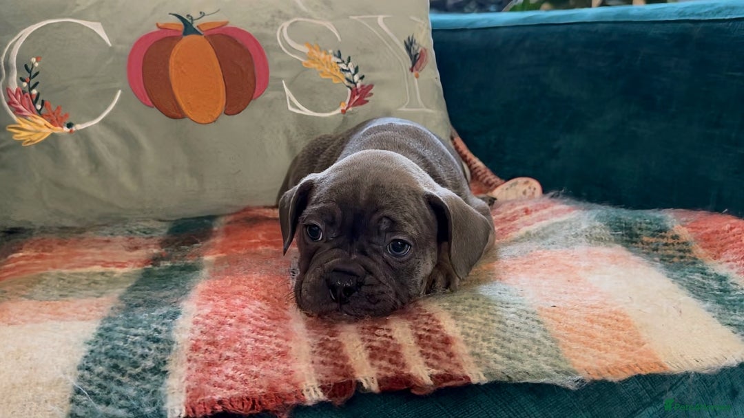 French Bulldog dogs for sale: French bulldog puppies  - Image 11