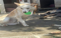 Mixed Breed dogs for adoption: Song - Norwich Norfolk  - Image 10