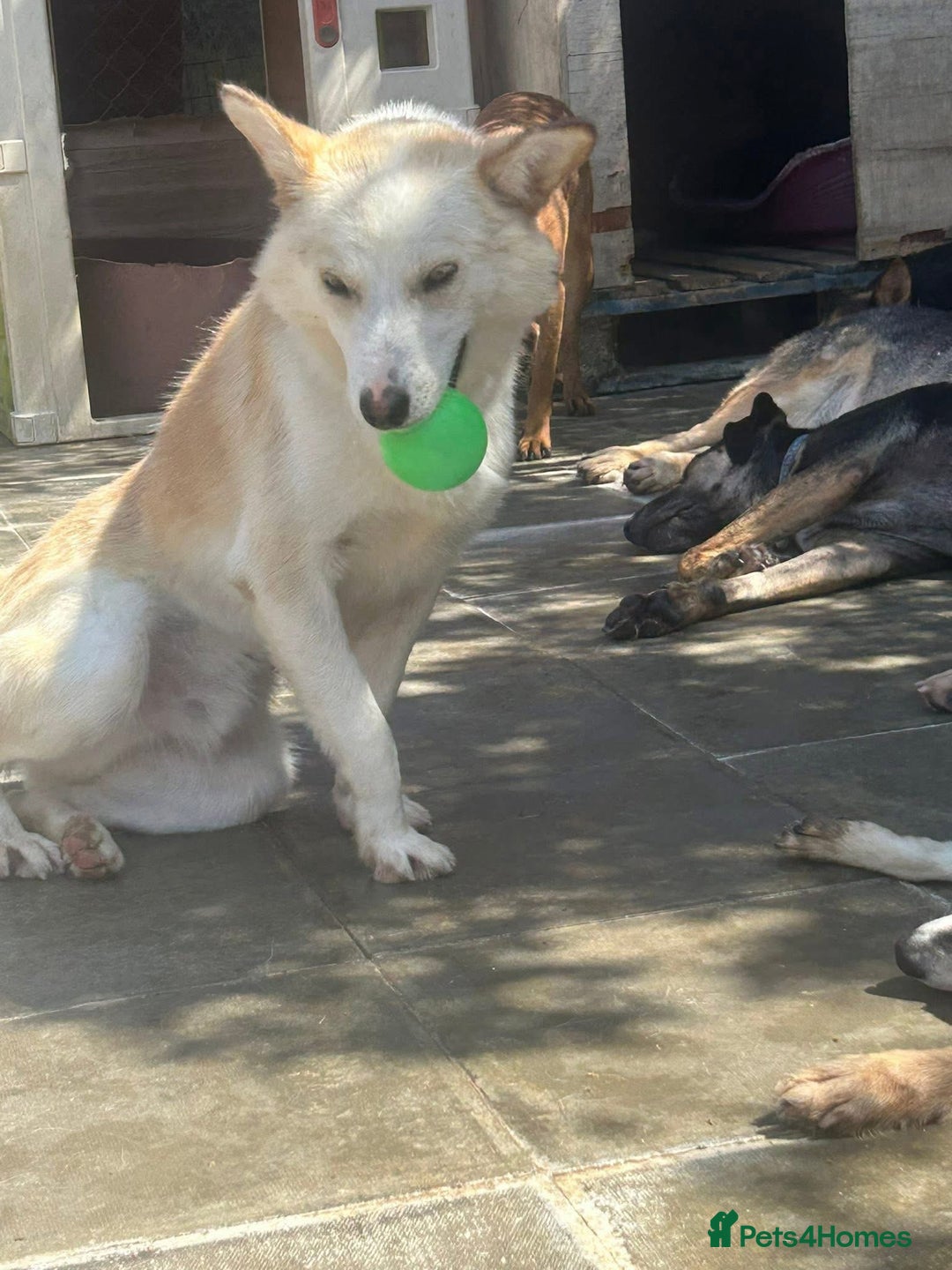 Mixed Breed dogs for adoption: Song - Norwich Norfolk  - Image 10