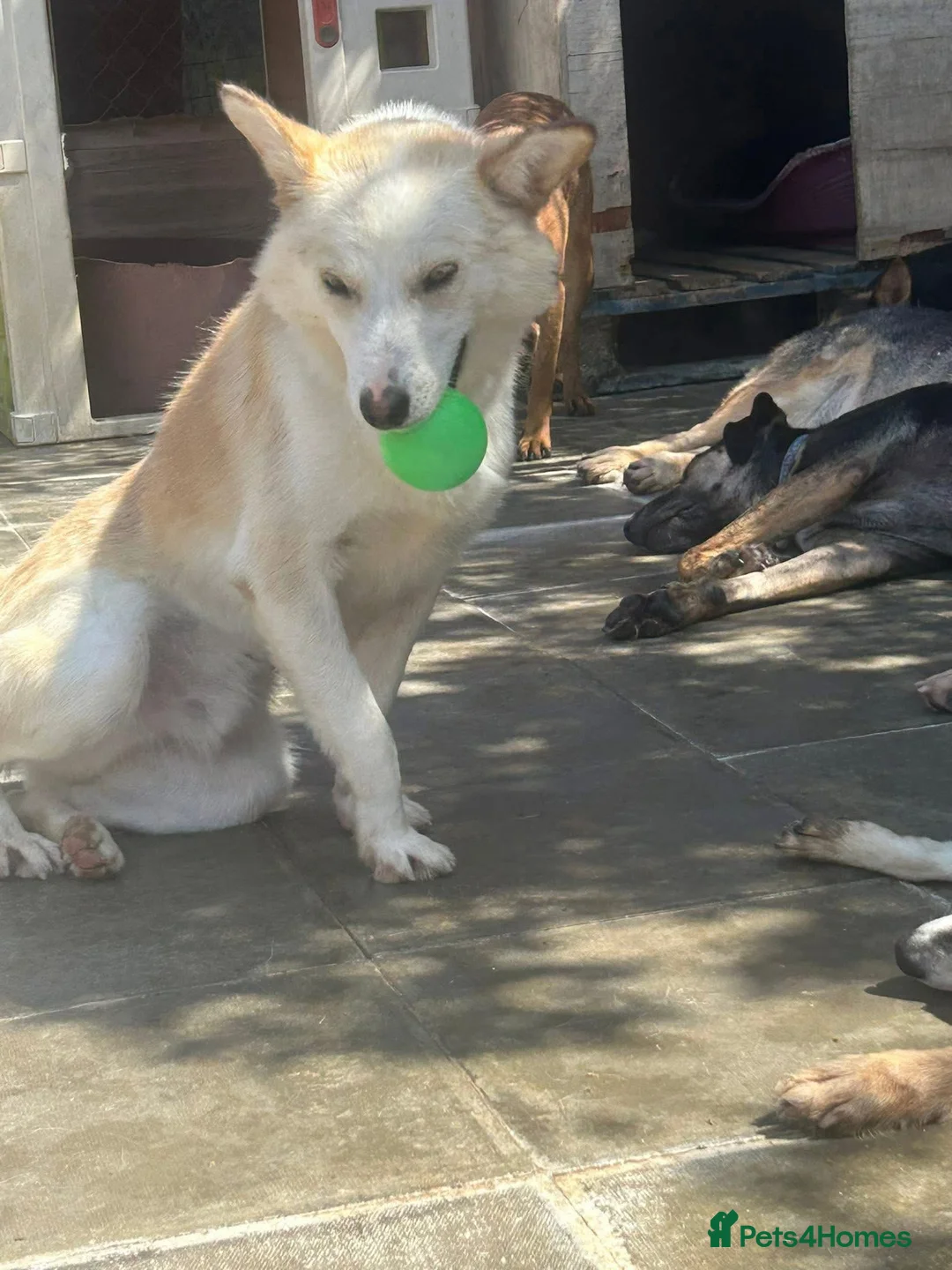 Mixed Breed dogs for adoption: Song - Norwich Norfolk  - Advert 10