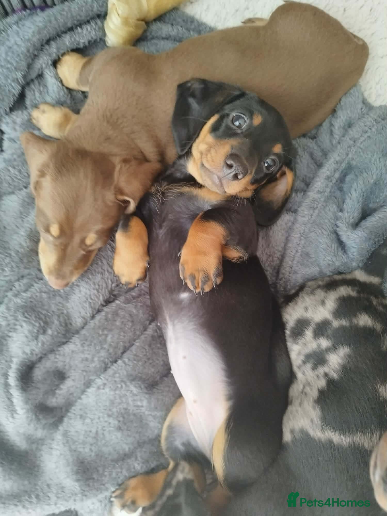 Dachshund dogs Dachshund  - Advert 6
