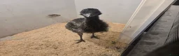 Emus poultry for sale: Emu female for sale hatched my me loves people  in Telford - Advert 6