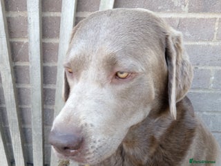 Labrador Retriever dogs for sale - Advert 2