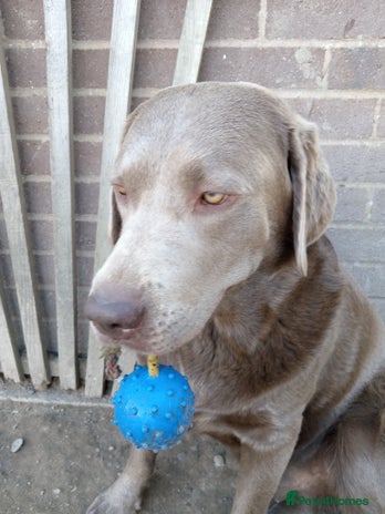 Labrador Retriever dogs - Advert 2