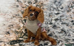 Cavalier King Charles Spaniel dogs for sale: Female Cavalier King Charles spaniel  - Image 2