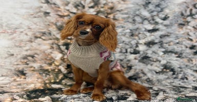 Cavalier King Charles Spaniel dogs - Advert 13