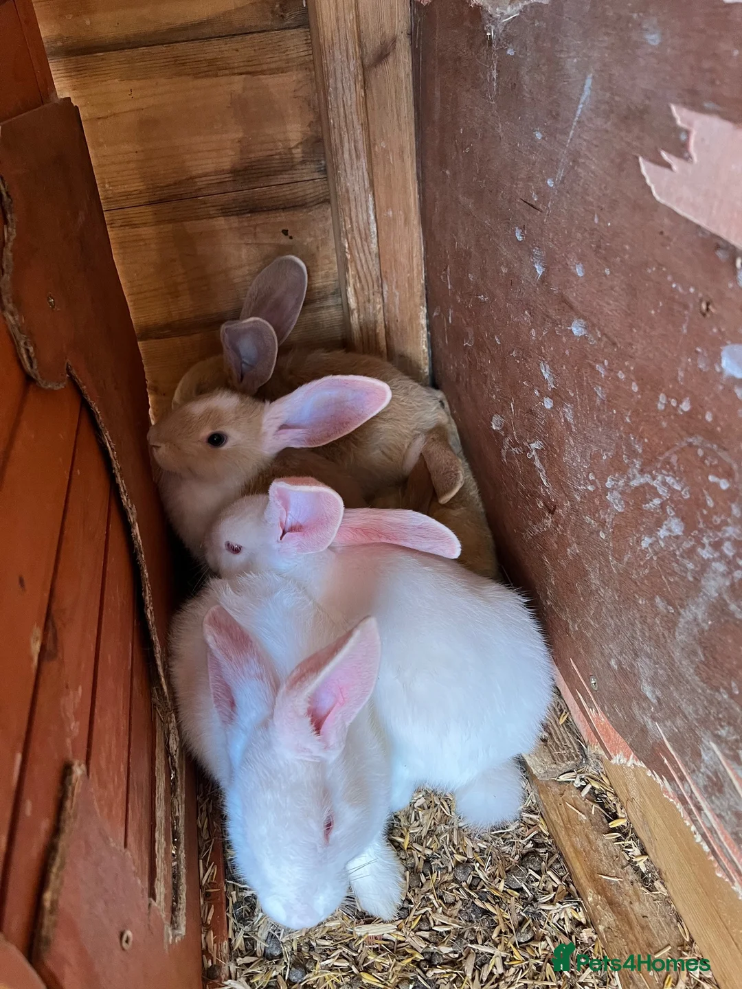 Continental Giant rabbits for sale: Continental giant babies for sale  - Advert 2