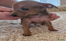 Italian Greyhound dogs for sale: KC reg  Italian greyhound puppies  - Image 6