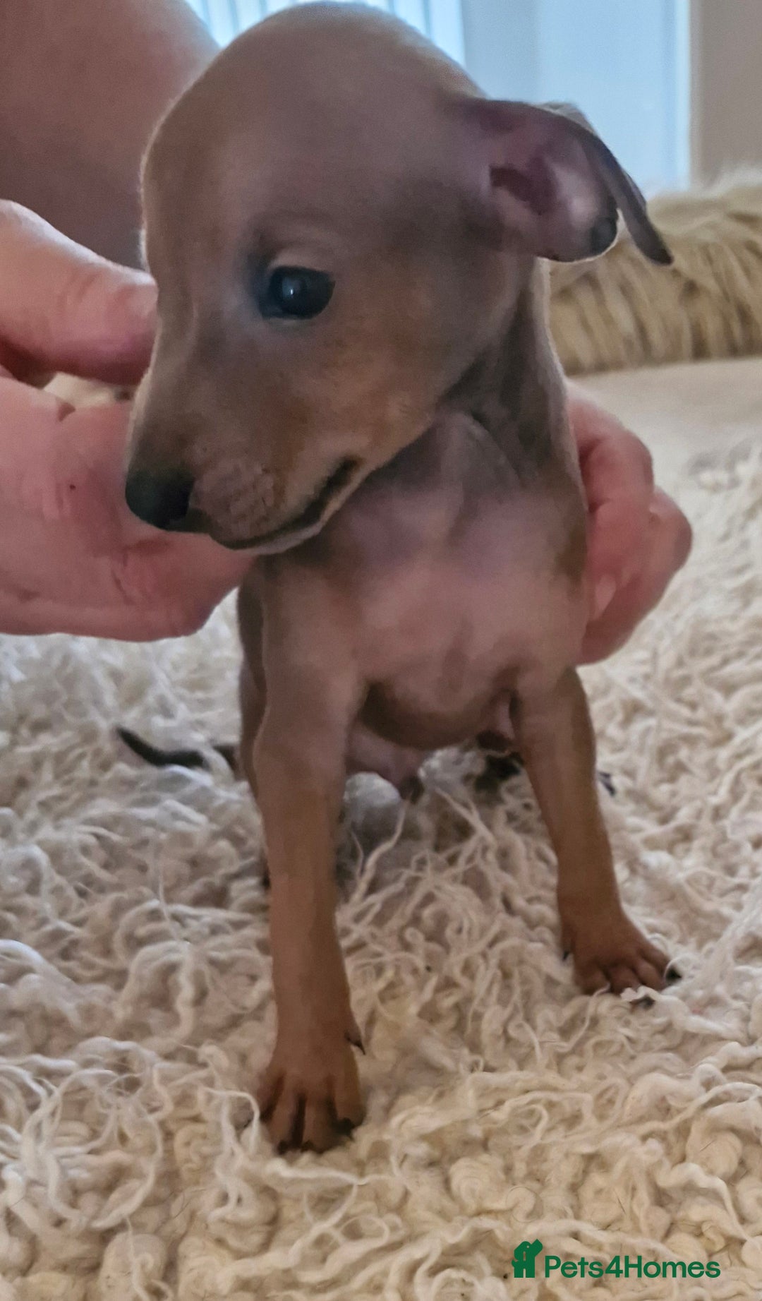 Italian Greyhound dogs for sale: KC reg  Italian greyhound puppies  - Image 6