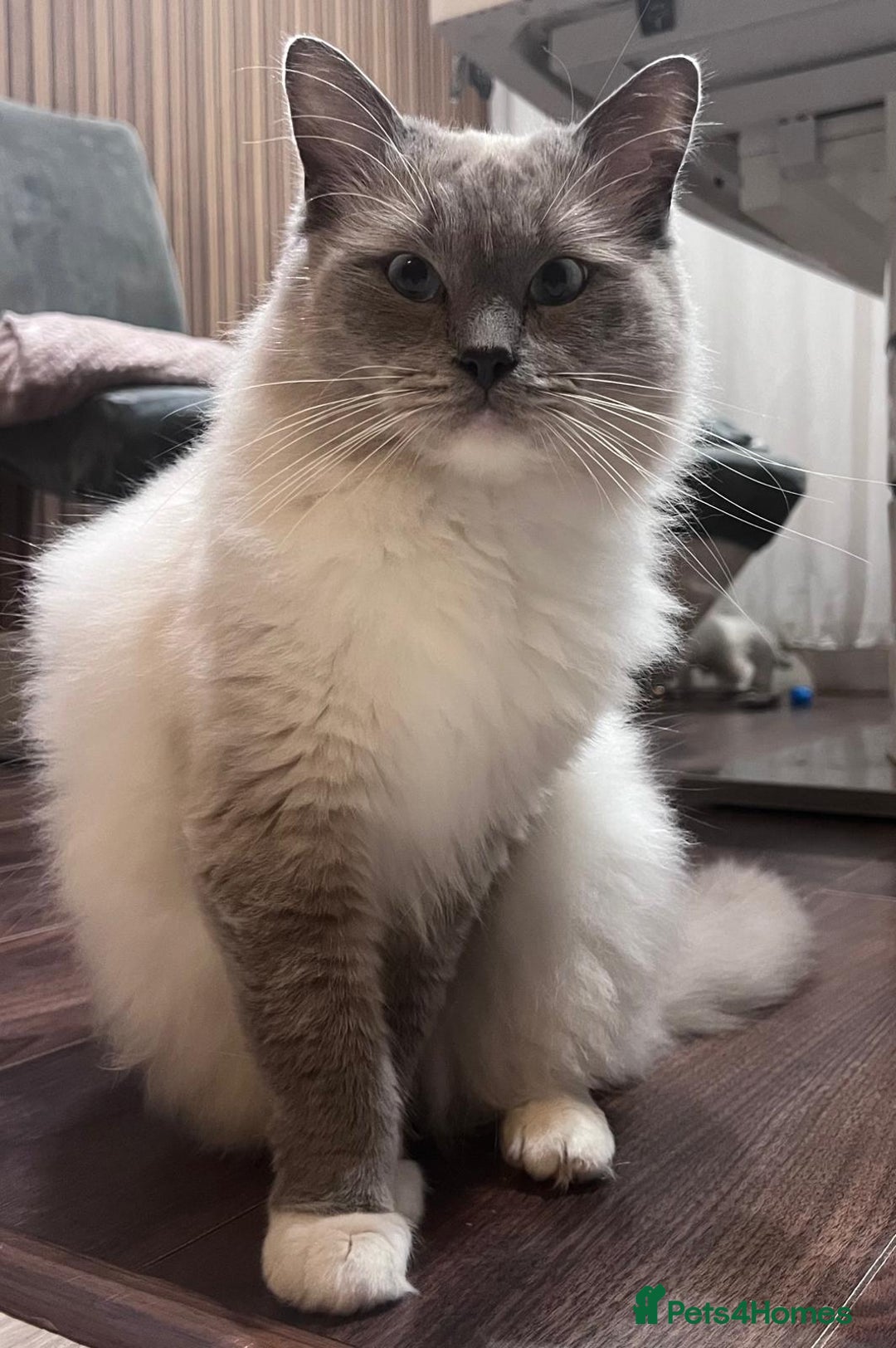 Ragdoll cats for sale: 7 stunning Ragdoll kittens for sale - Image 25