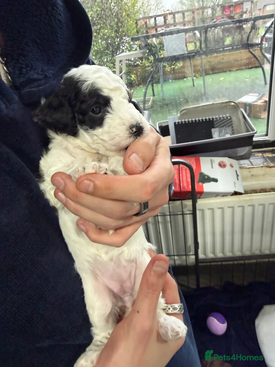 Cockapoo dogs for sale: Cokerpoos family bred beautiful coulors  - Advert 13