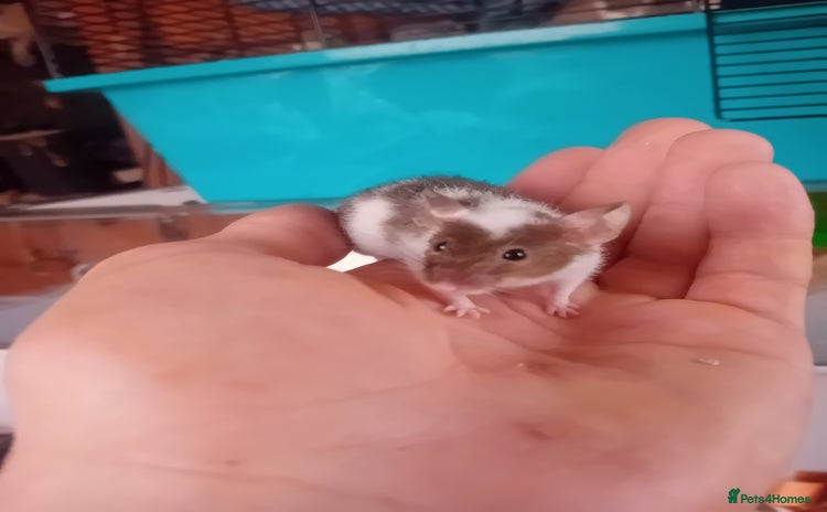 Mouse rodents - Advert 15