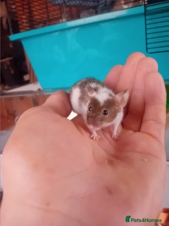 Mouse rodents - Advert 12