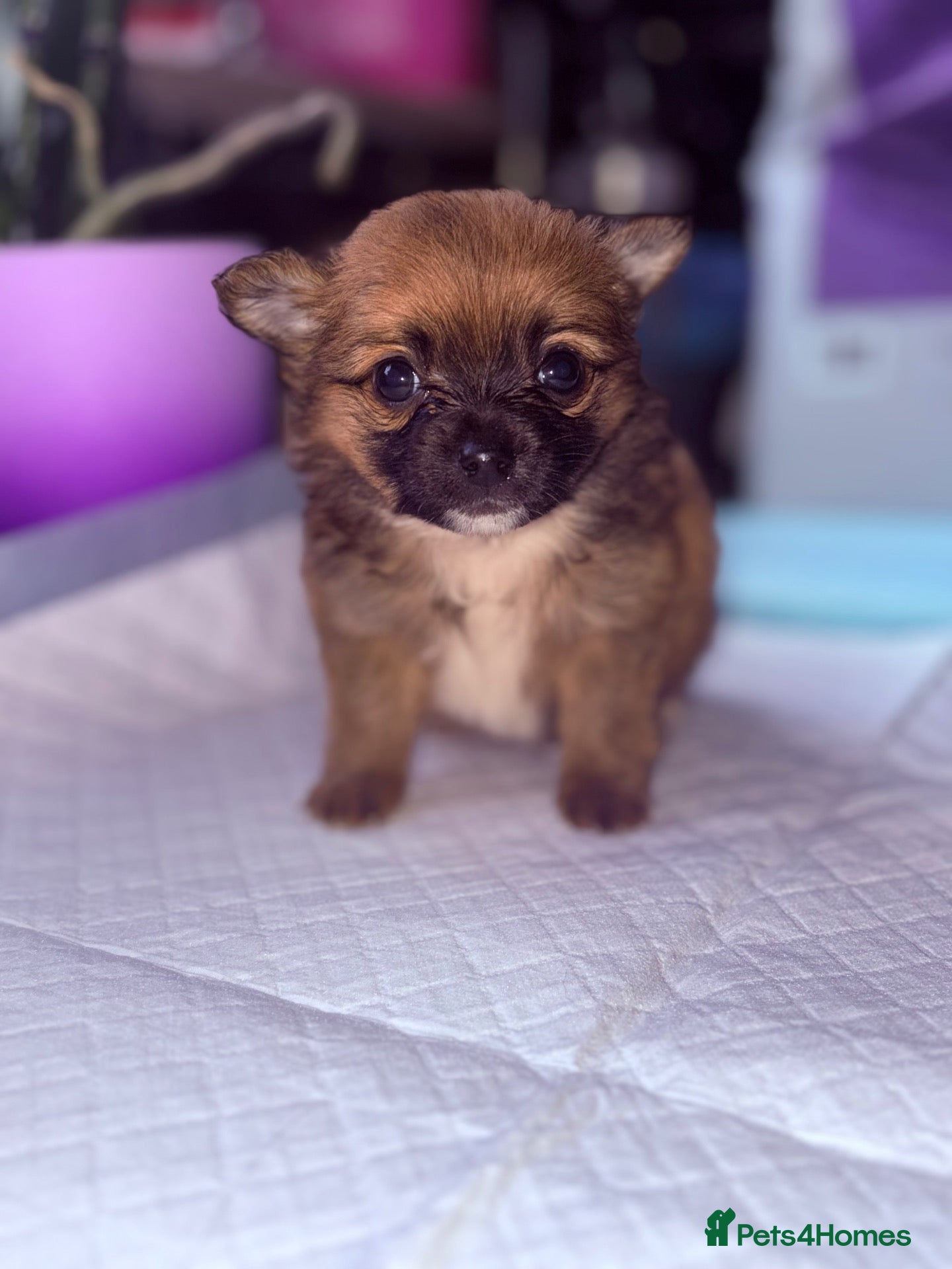 Pomchi dogs for sale: 1 Male Pomchi Puppy Left - Advert 8