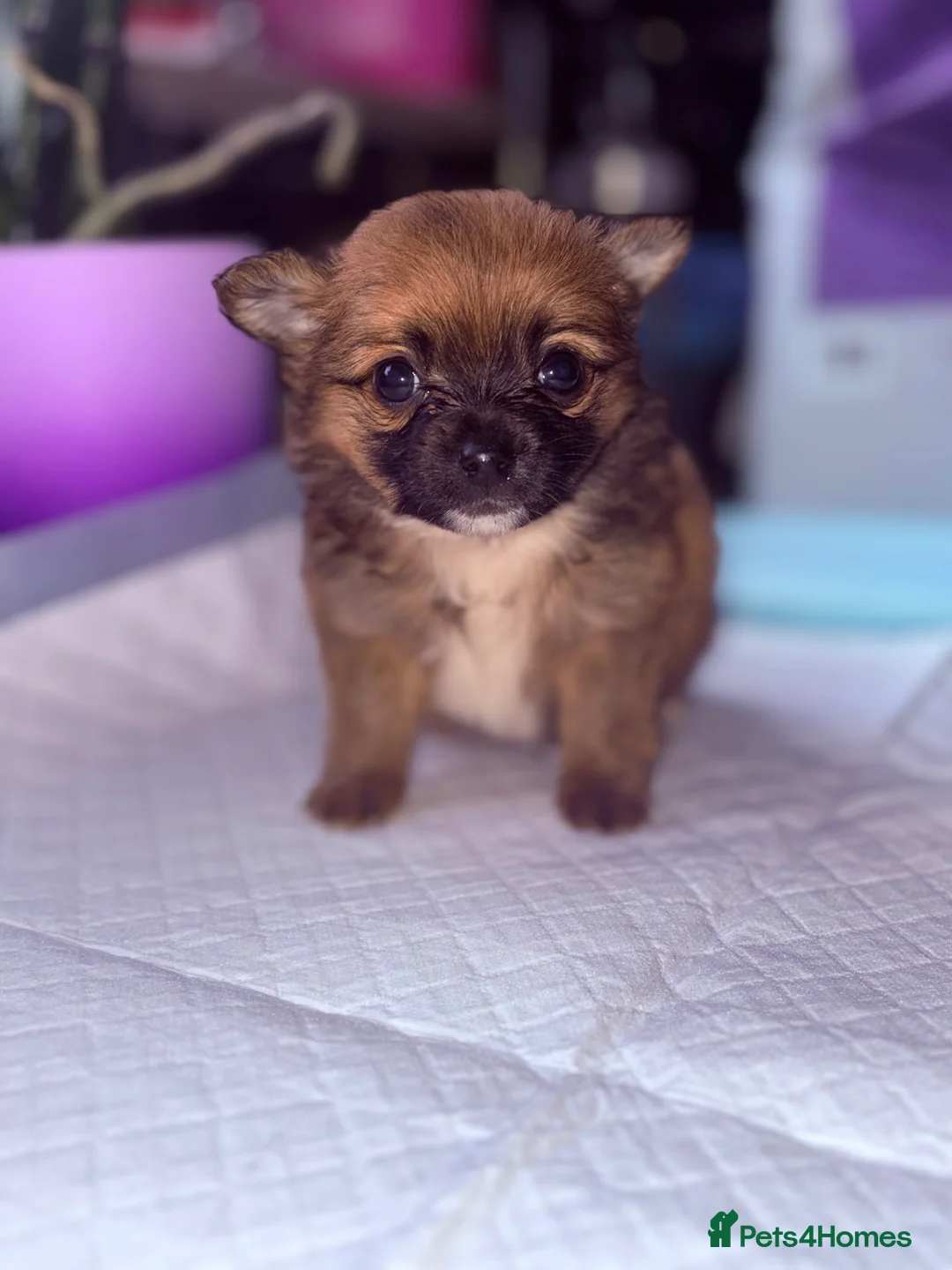 Pomchi dogs for sale: 1 Male Pomchi Puppy Left - Advert 1