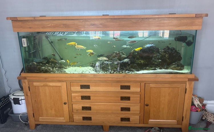 Cichlids fish - Advert 5