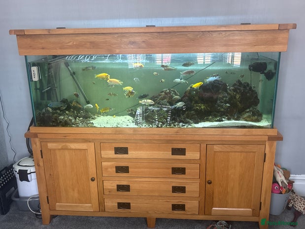 Cichlids fish - Advert 8