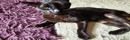 Mixed Breed cats for sale: Black cat - Advert 2