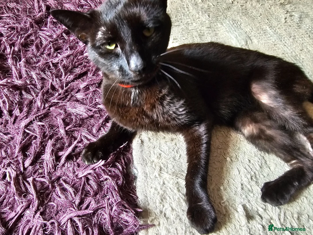 Mixed Breed cats for sale: Black cat - Advert 2