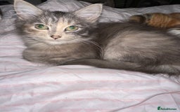 Mixed Breed cats for sale: 3 female kittens 🐱🩷 - Image 2