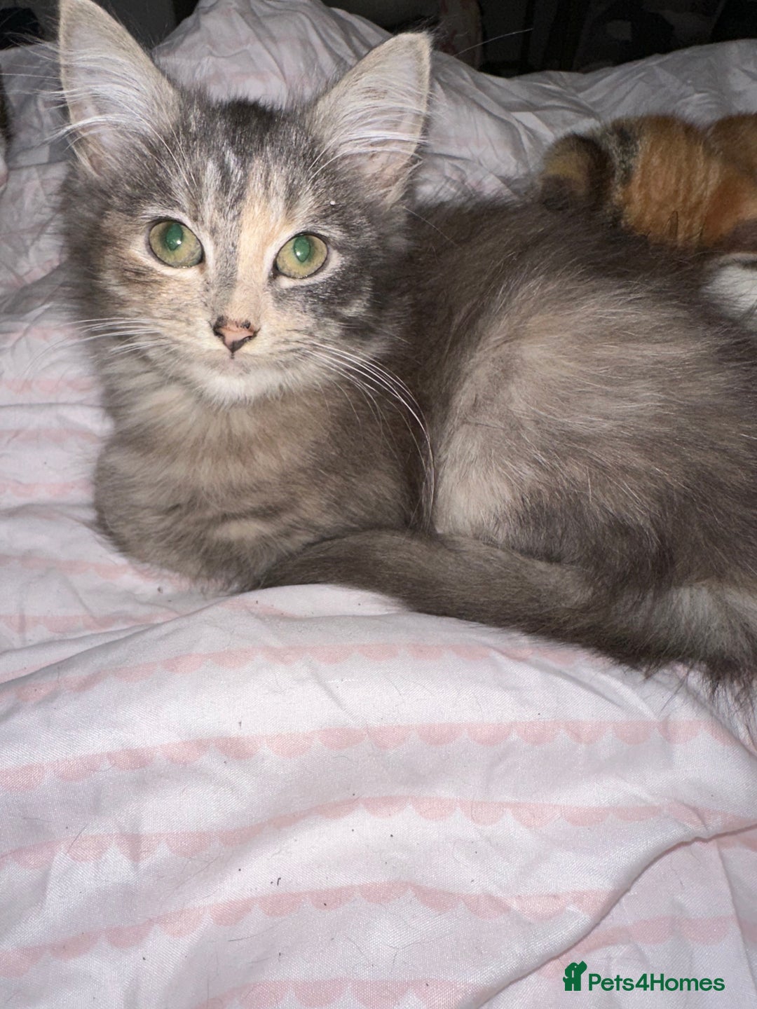 Mixed Breed cats for sale: 3 female kittens 🐱🩷 - Image 2