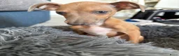 Italian Greyhound dogs for sale: 10 week old male Italian Greyhound - Advert 3