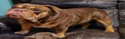 English Bulldog dogs for stud: Dog for stud in Dagenham - Advert 23