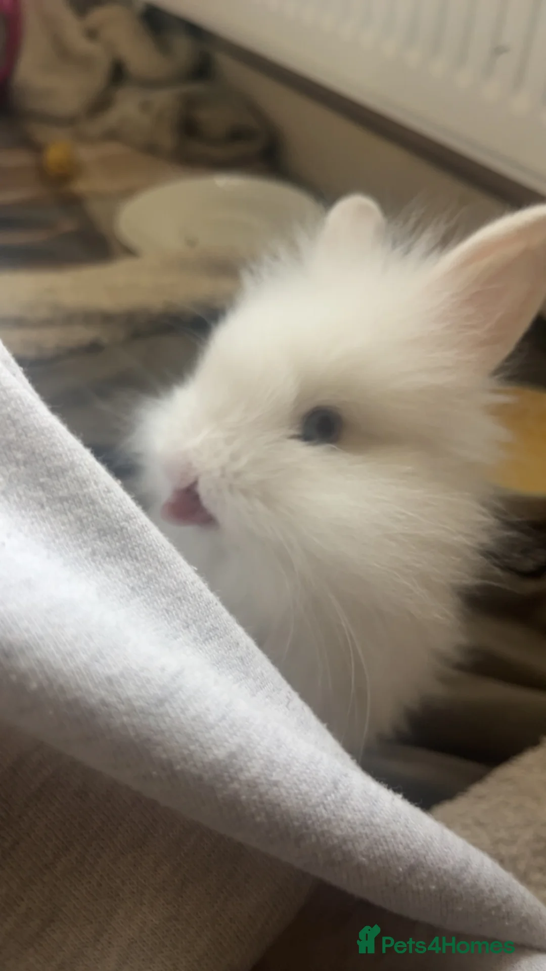 Mixed Breed rabbits for sale: female bunny in need of a home in Coventry - Advert 3