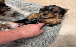 Yorkshire Terrier dogs for sale: Yorkshire terrier puppy boys - Image 1
