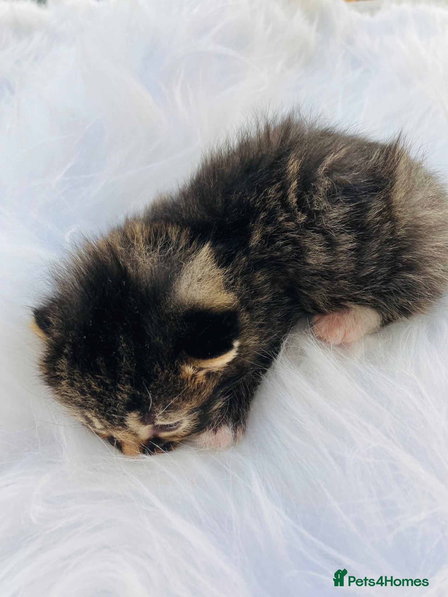 Mixed Breed cats British long hair X kittens - Advert 1
