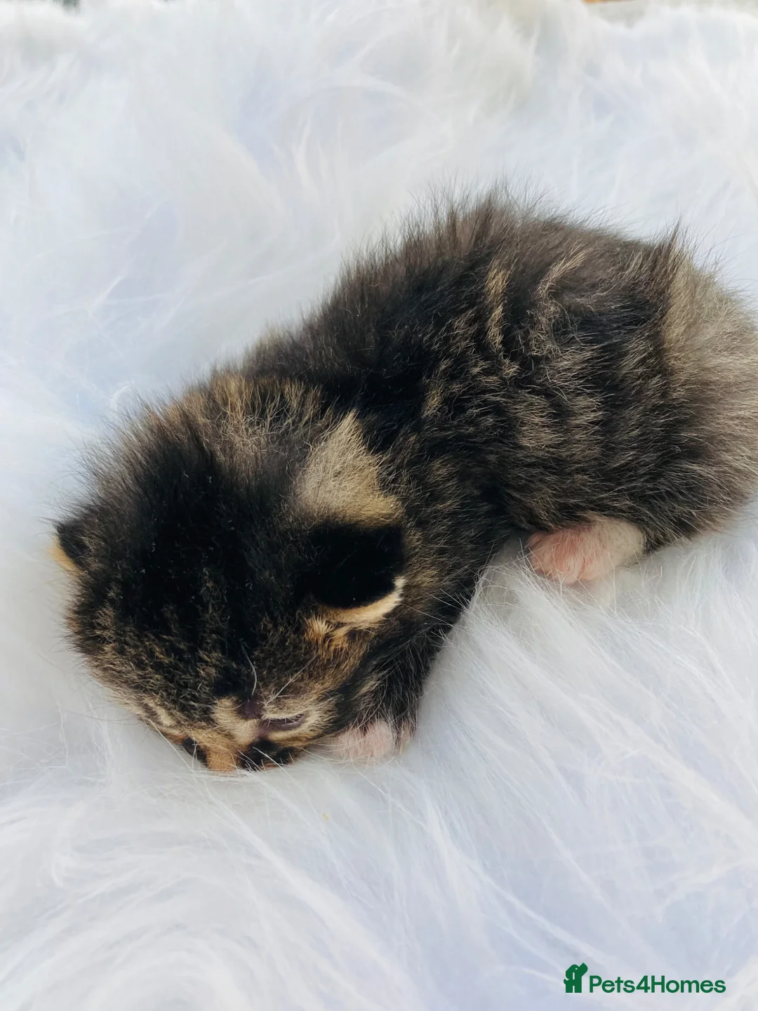 Mixed Breed cats for sale: British long hair X kittens - Advert 1