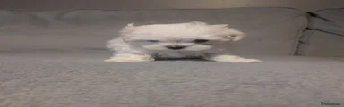 Alfie 