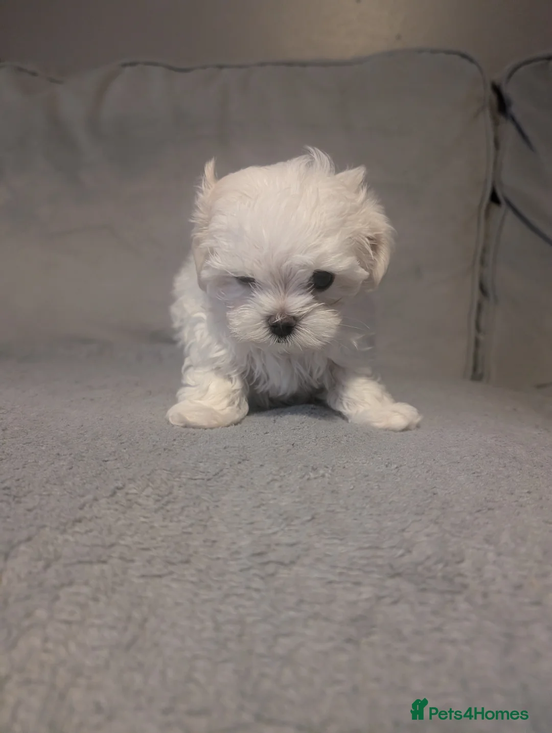 Maltese dogs for sale: TOY BOY MALTESE 💙💙 PRICE REDUCED! - Advert 26