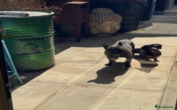 Miniature Dachshund dogs for sale: Rehoming - Mini dachshund (3) & French Bulldog (8) - Image 6