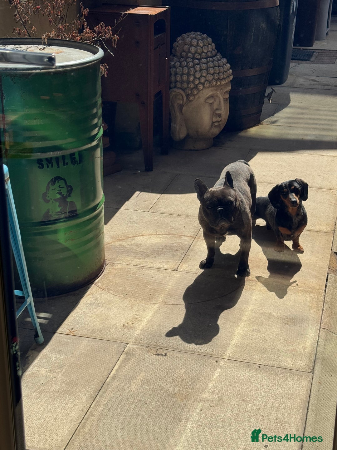 Miniature Dachshund dogs for sale: Rehoming - Mini dachshund (3) & French Bulldog (8) - Image 6