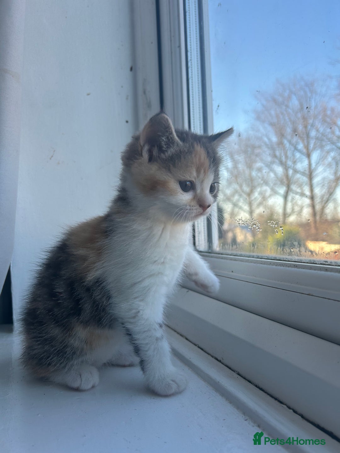 Scottish Fold cats for sale: Scottish fold - Advert 2