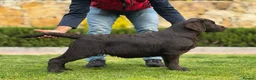 Labrador Retriever dogs for stud: CANEK (MEX IMP) CHOCOLATE LABRADOR STUD - Advert 8