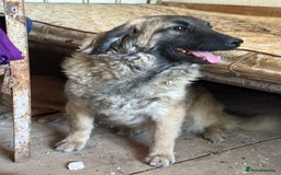 Mixed Breed dogs for adoption: 🐾🩷Superb young KATY needs a Loving Home🐾🏡 - Image 6