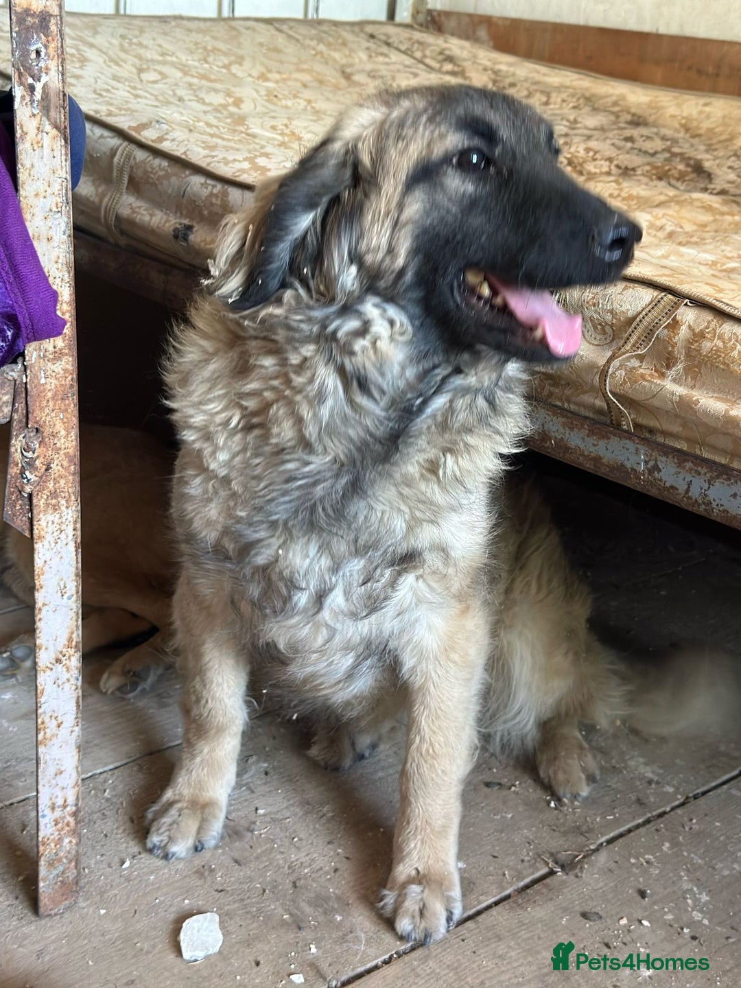 Mixed Breed dogs for adoption: 🐾🩷Superb young KATY needs a Loving Home🐾🏡 - Image 6