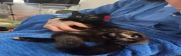 Mixed Breed cats for sale: Nova - 1yr old looking for her forever home - Advert 2