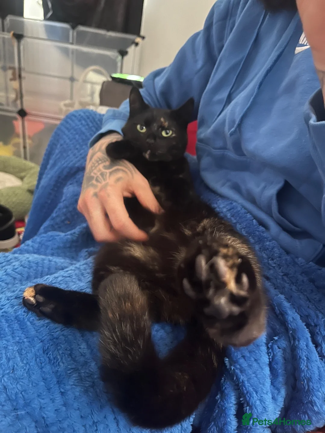 Mixed Breed cats for sale: Nova - 1yr old looking for her forever home - Advert 2