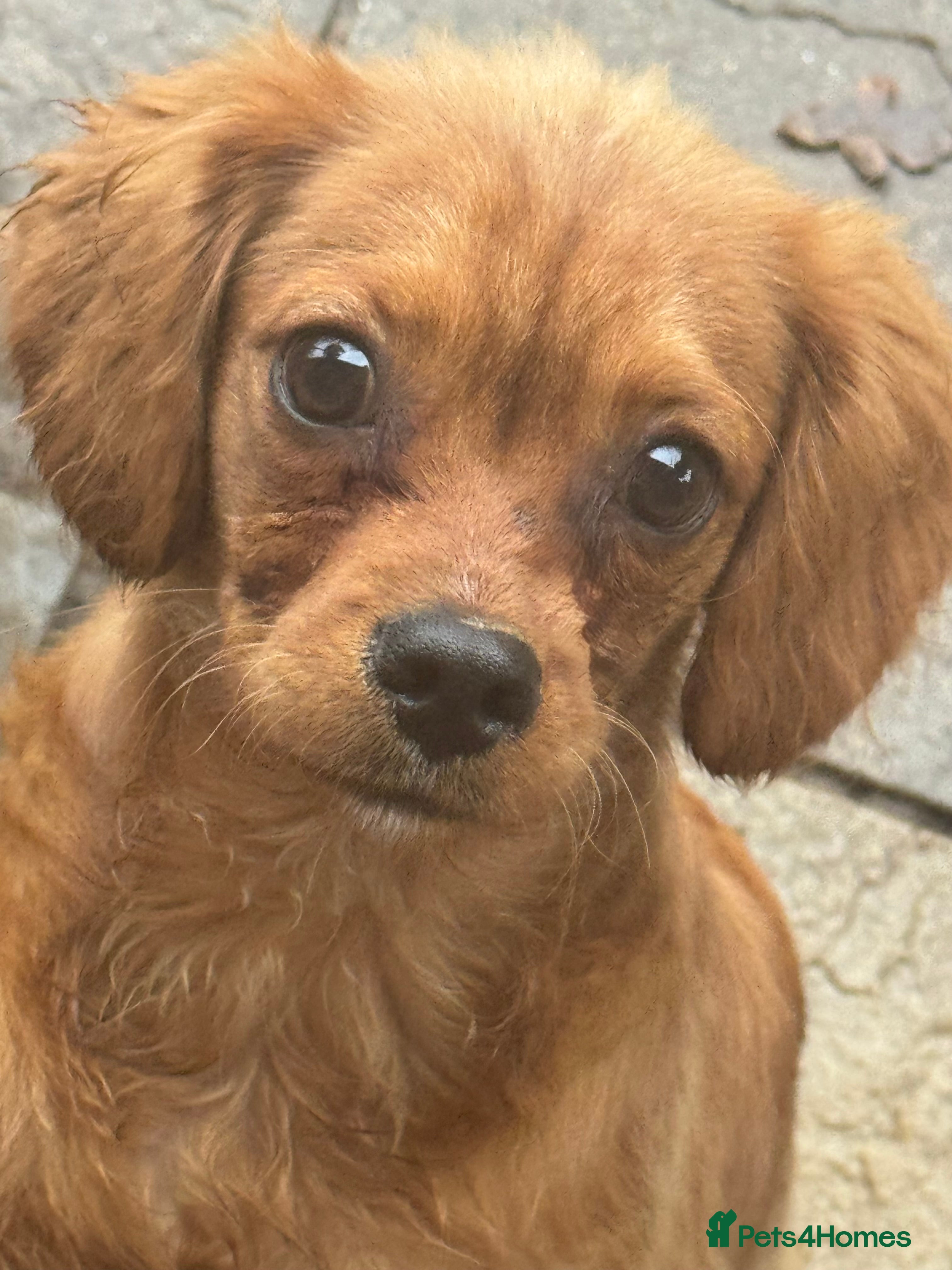 Cavapoochon dogs cavapoochon boy health tested parents  - Advert 1